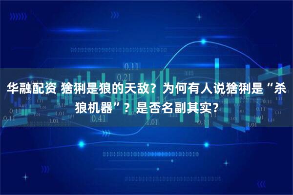 华融配资 猞猁是狼的天敌？为何有人说猞猁是“杀狼机器”？是否名副其实？